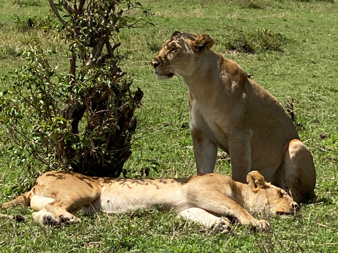 Go Kenya Tours and Safaris景点图片