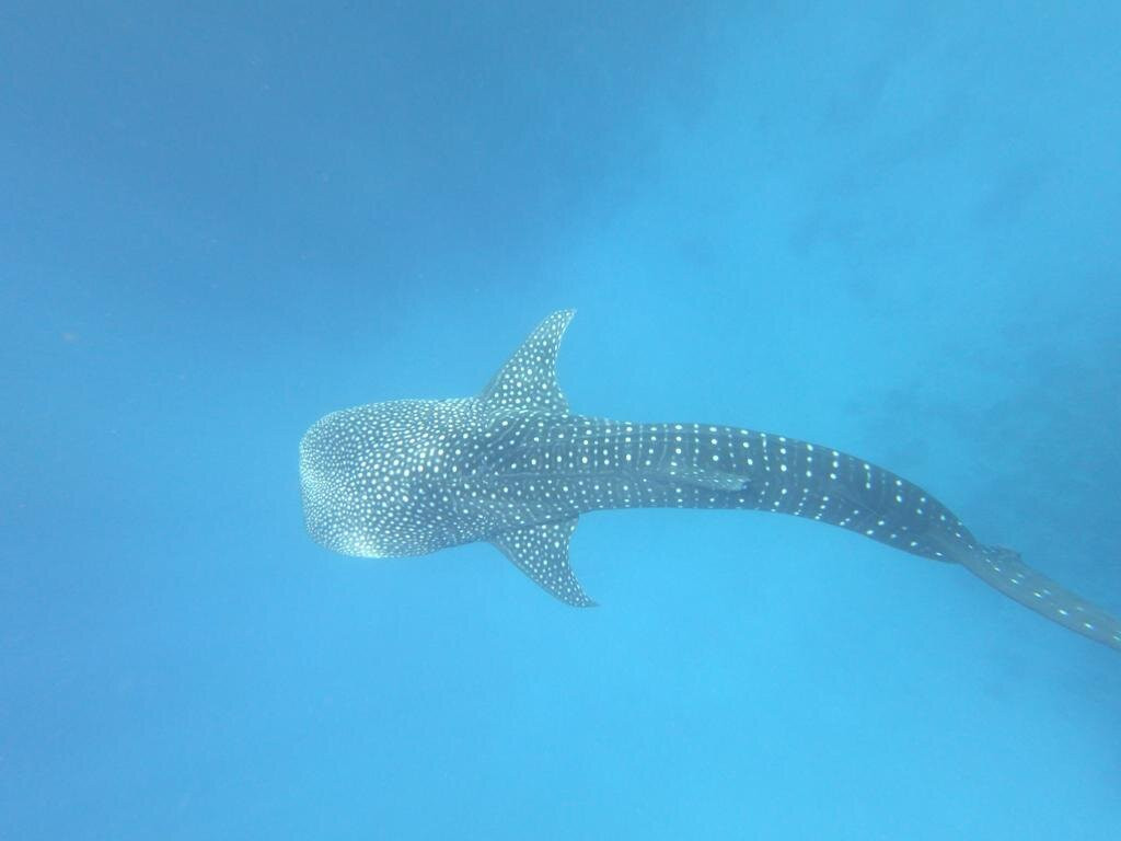 Dhigurah Divers景点图片