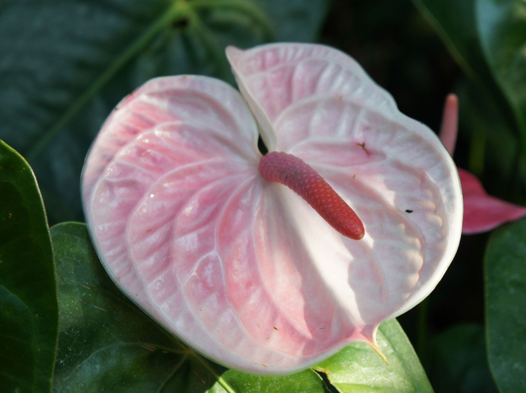 Uji City Botanical Park-宇治市必去景点