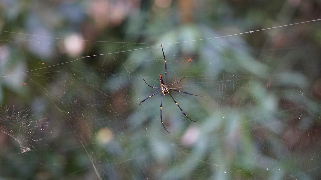 Khaoyai Jungle Tour and Photographer by Guide Jay景点图片