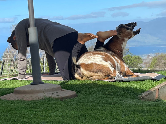 Maui Goat Yoga-库拉必去景点