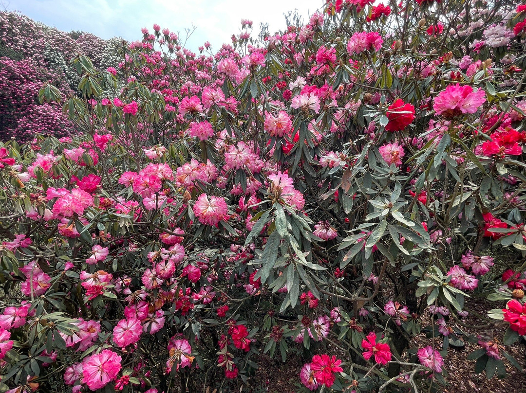 毕节森林公园景点图片