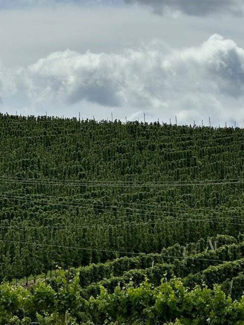 Treveri-Wapato必去景点