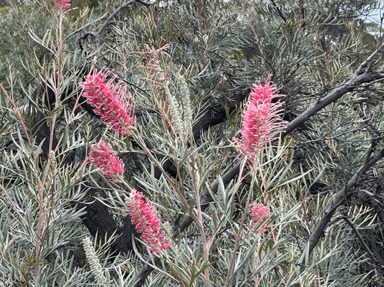 Myall Park Botanic Garden-Glenmorgan必去景点