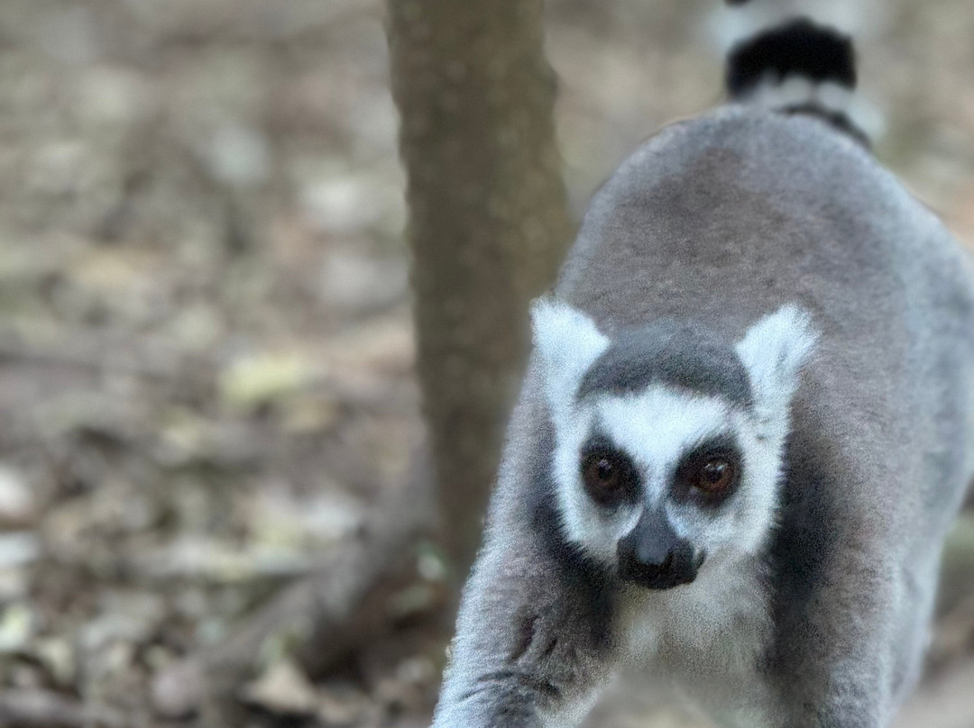 The Hidden Forest Wildlife Sanctuary-巴利托必去景点