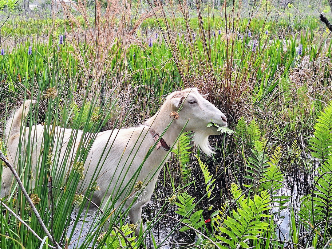 Cheyne Ranch, Inc.-Oviedo必去景点