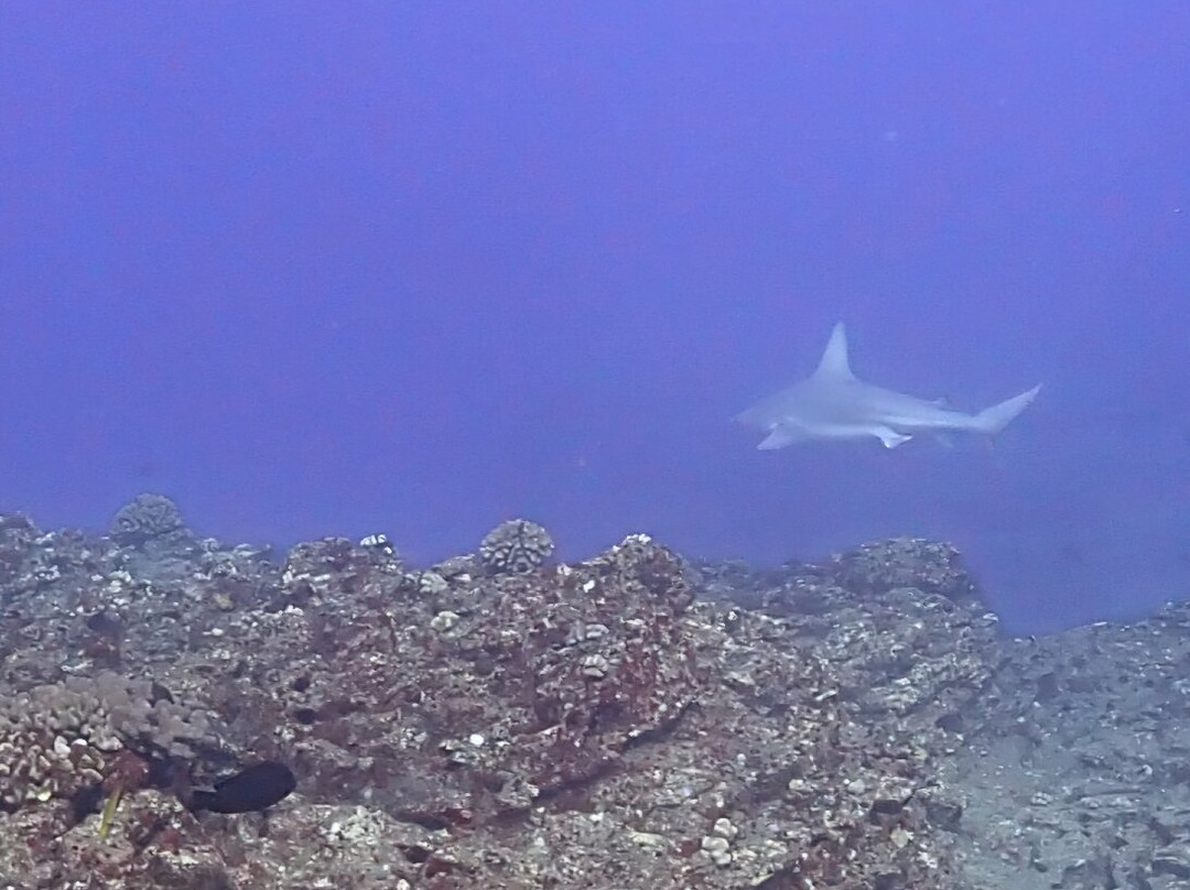 Bubbles Below Scuba Charters-埃里埃利必去景点