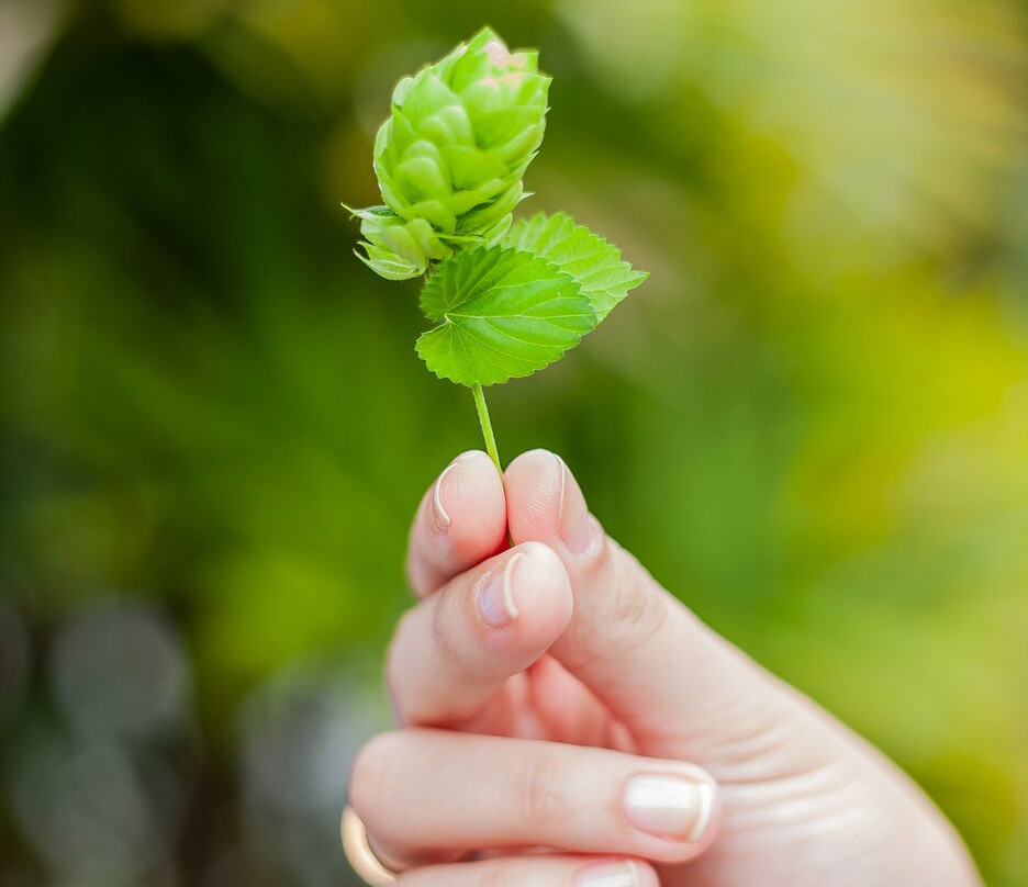 Borck Cervejaria-Timbo必去景点