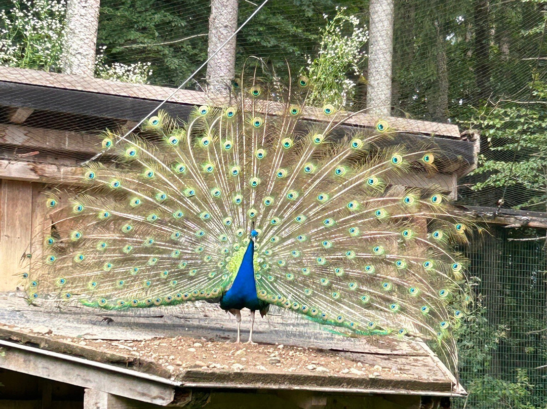 BergTierPark Blindham-艾因格必去景点