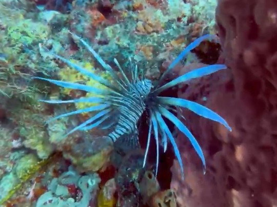 Scubatyme Scuba Charters-庞帕诺比奇必去景点