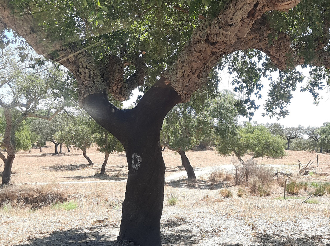 Corktrekking-Redondo必去景点