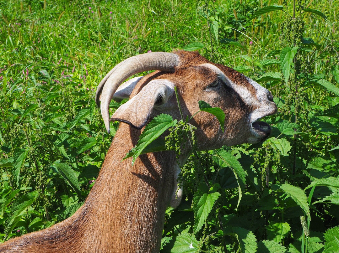 Catskill Animal Sanctuary-Saugerties必去景点