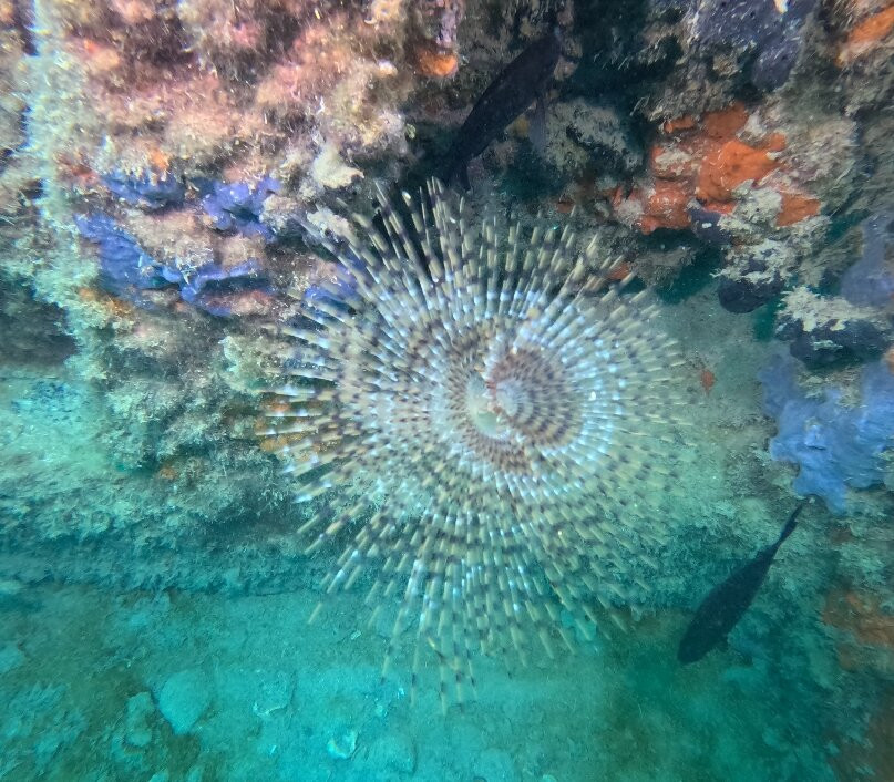 Oazi Blu-夫罗勒必去景点