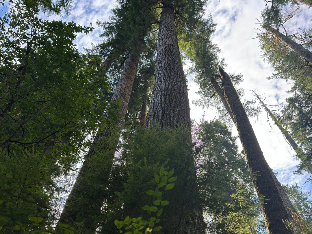 Rain Forest Nature Trail景点图片
