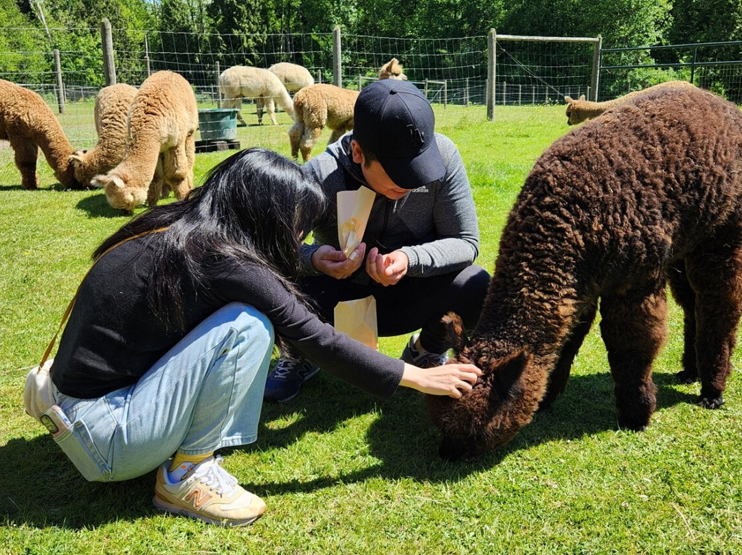 Sunny Alpacas景点图片