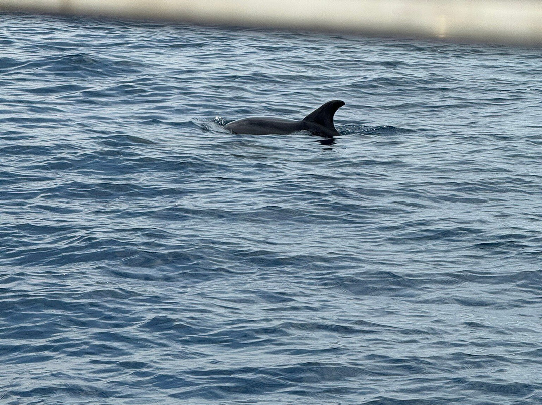 Escursioni in Barca Lady Buzz-Golfo Aranci必去景点