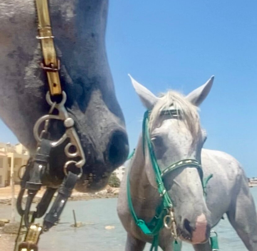 Horse hurghada-赫尔格达必去景点