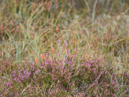 Galway's Living Bog-Mountbellew必去景点