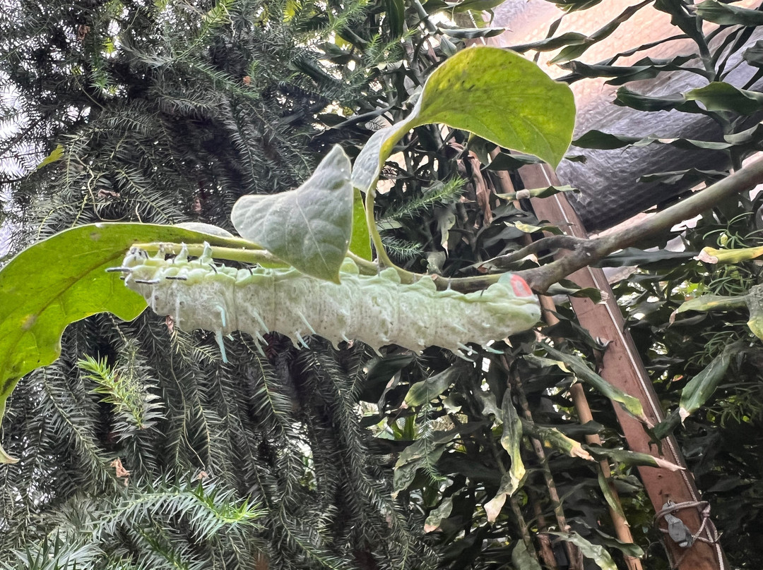 Schmetterlingspark Buchholz-Buchholz in der Nordheide必去景点