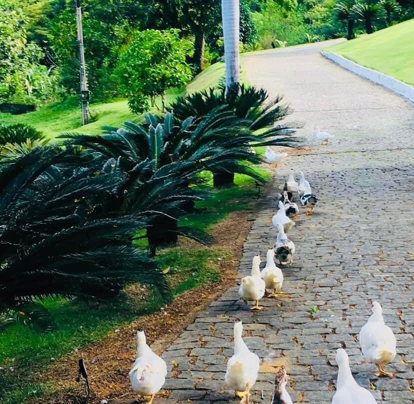 Hotel Fazenda Raposo主图