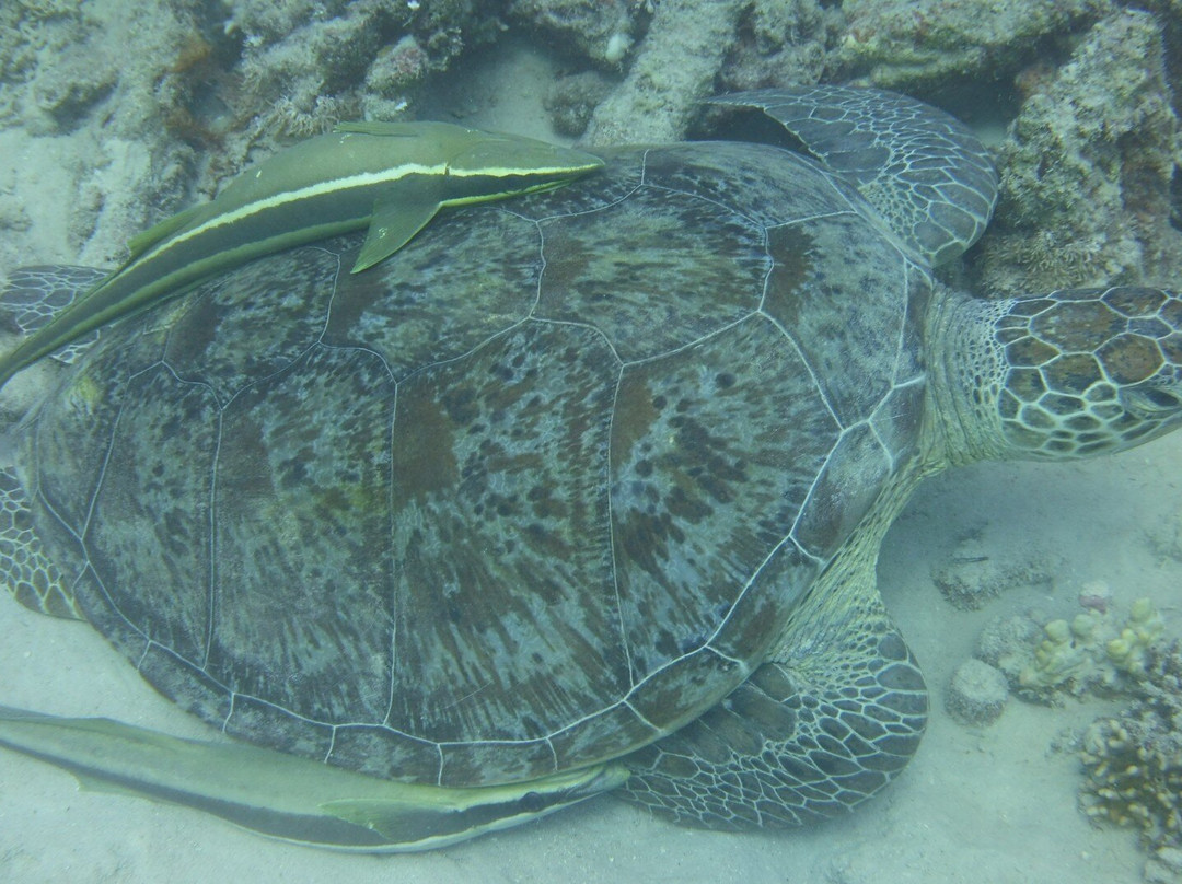 Seaworld Diving Center-马萨阿拉姆必去景点
