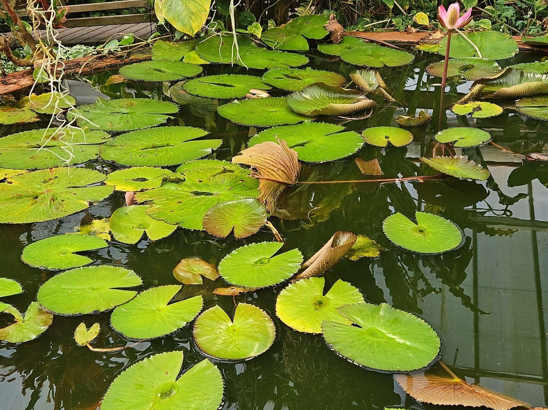 Manor Heath and Jungle Experience景点图片