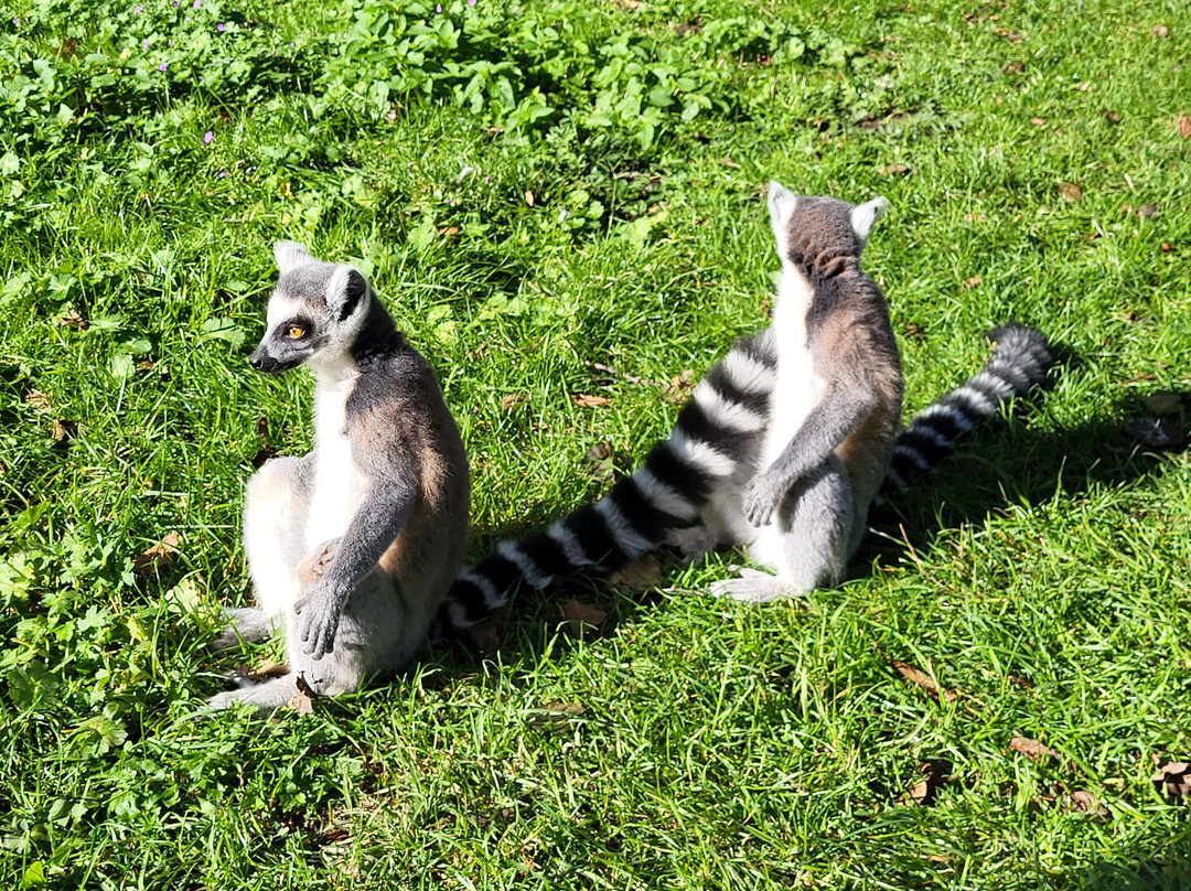 Tierpark Wismar景点图片