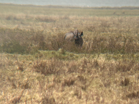 Tanzania Safari Supremacy-塞伦盖蒂国家公园必去景点