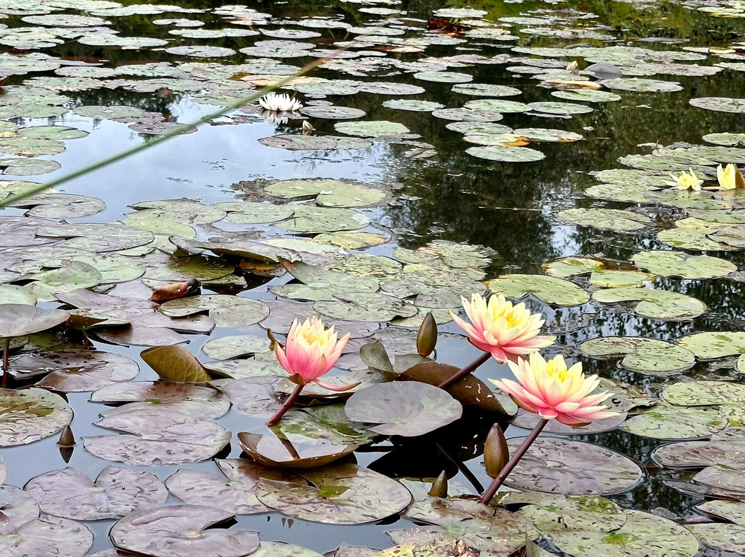 Bennetts Water Gardens景点图片