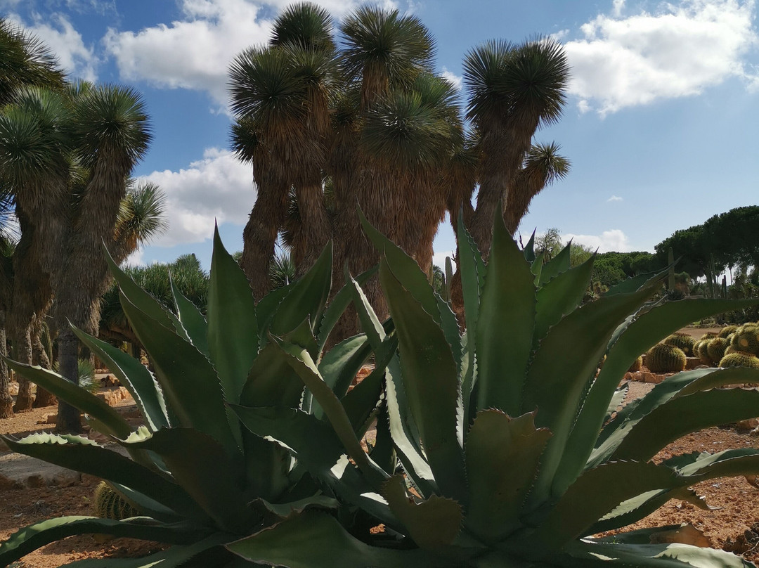 Botanicactus-Ses Salines必去景点