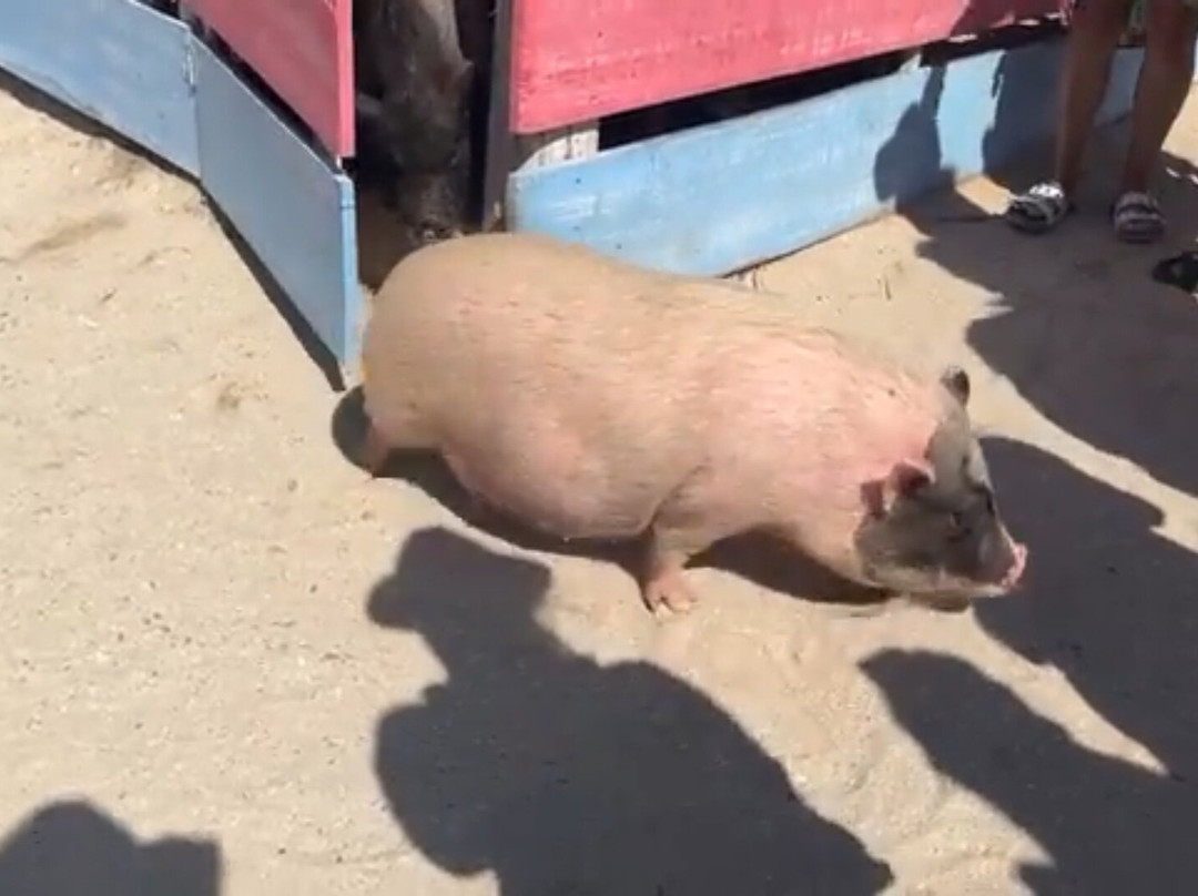 Pig Beach Progreso-Progreso必去景点