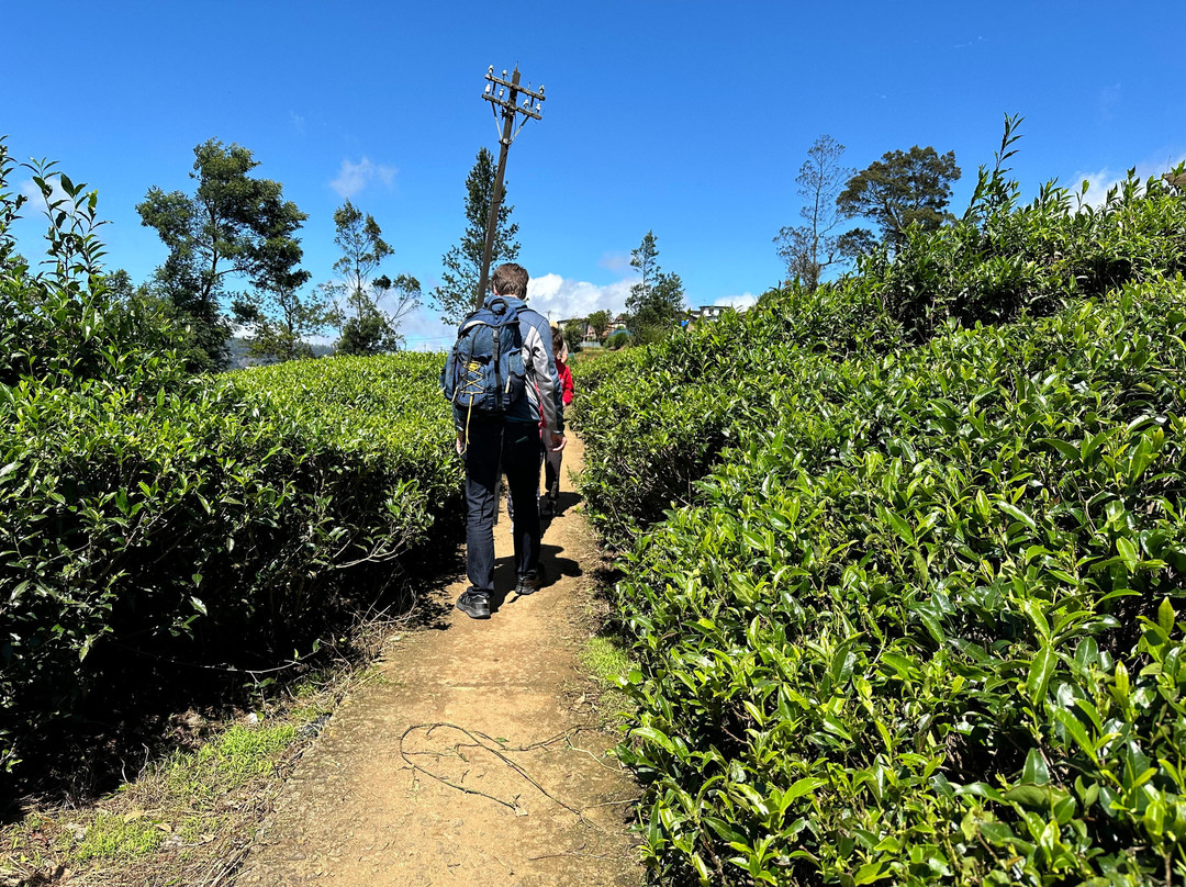 Voyage Sri Lanka Guide Francophone景点图片