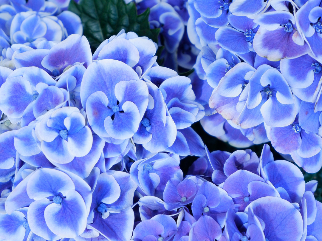 Hydrangeas Village Katahara Onsen-蒲郡港必去景点