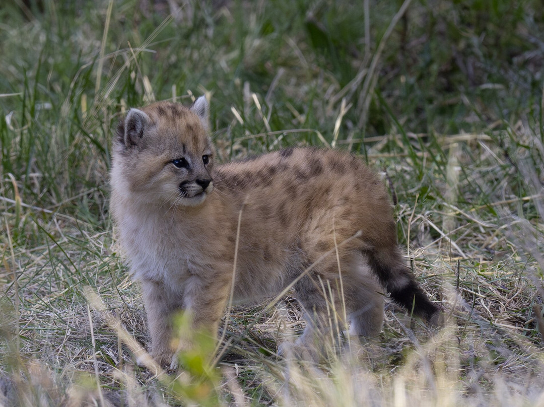 Olsen Photo Tours - Wildlife Experiences景点图片