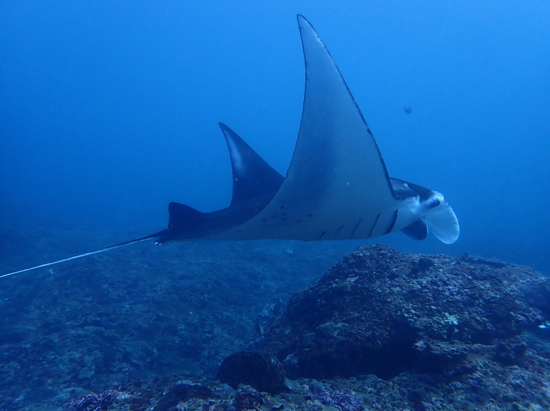 Pure Dive Resort-珀尼达岛必去景点