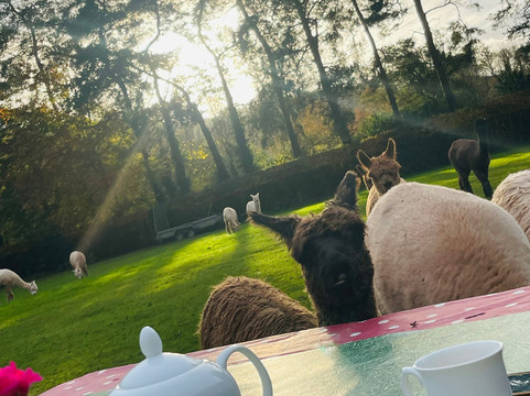 Chapel Ground Alpacas-Cleeve必去景点