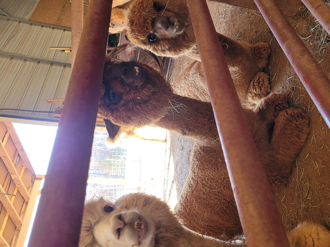 Serenity Alpacas-Stony Point必去景点