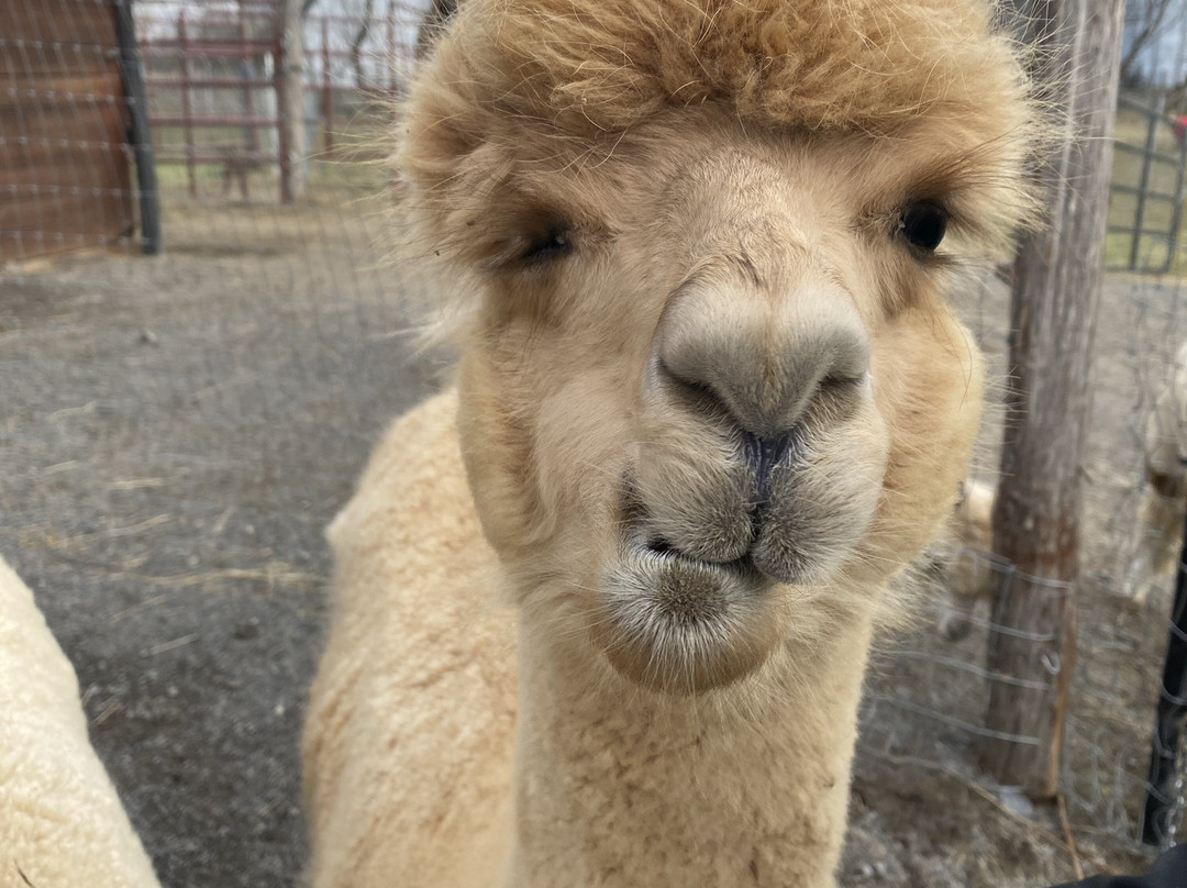 Little Foot Alpacas-Spencerville必去景点