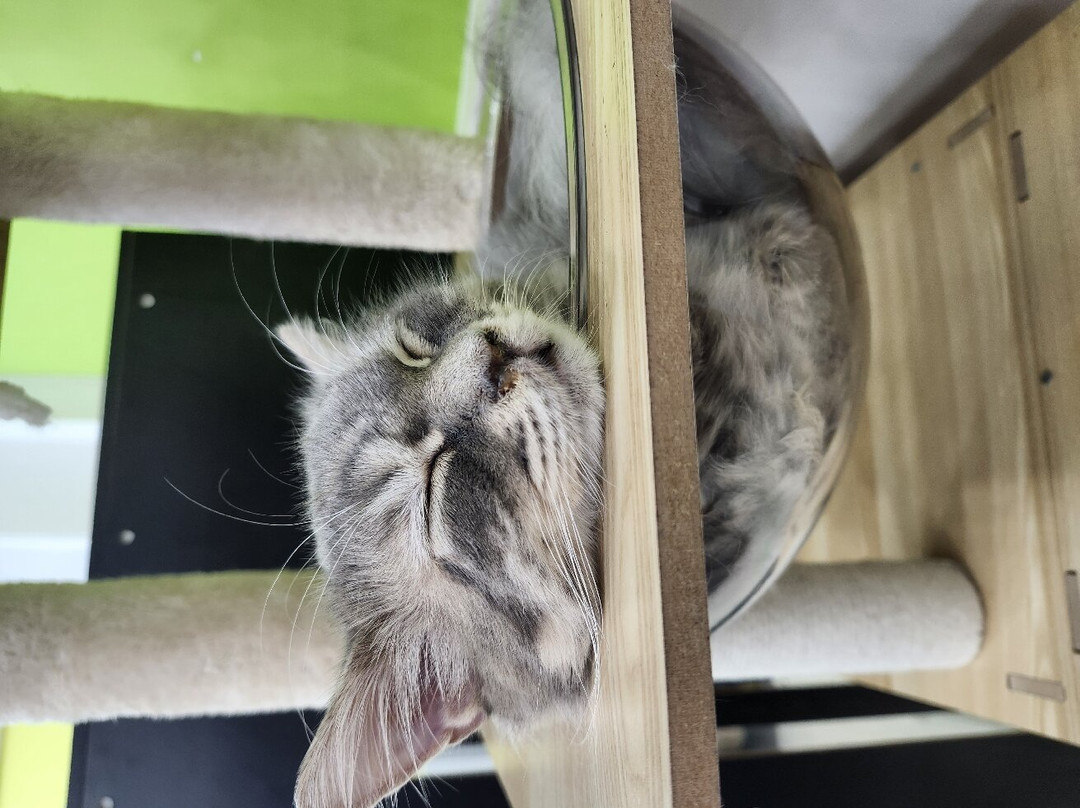 Cat＆Animal Cafe Noah's Ark-京都市必去景点