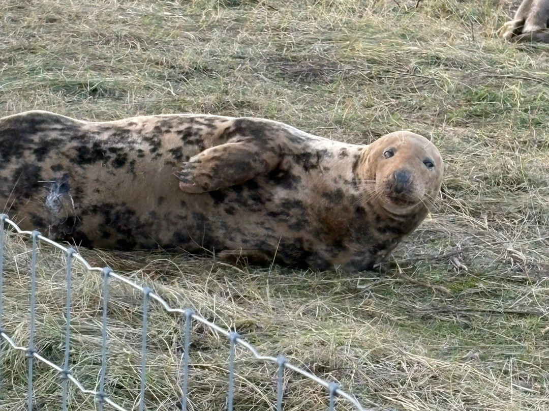 Donna Nook Nature Reserve景点图片
