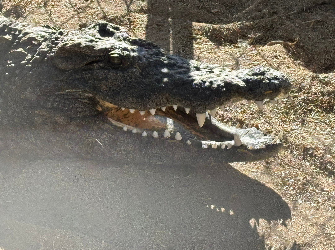 Phoenix Herpetological Sanctuary-斯科茨代尔必去景点