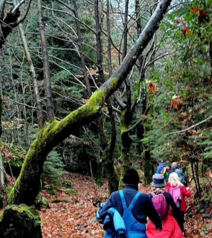 Irene's Healthy Life