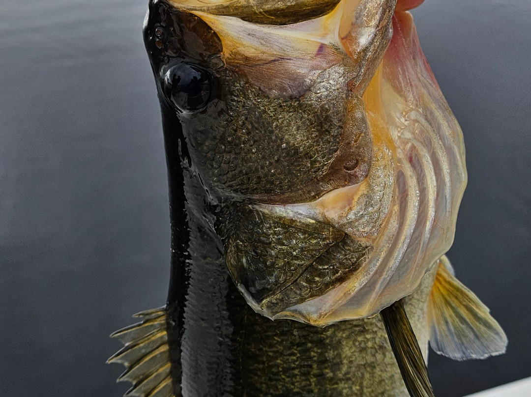 Roland Martin Marina & Resort主图