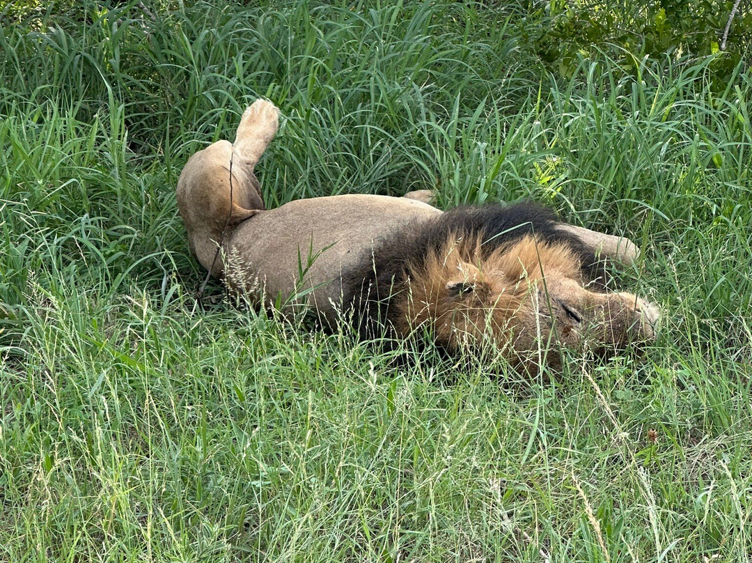 Sabi Sand Nature Reserve-沙比必去景点