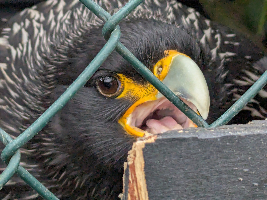 Leeds Castle Falconry Experiences-Leeds必去景点