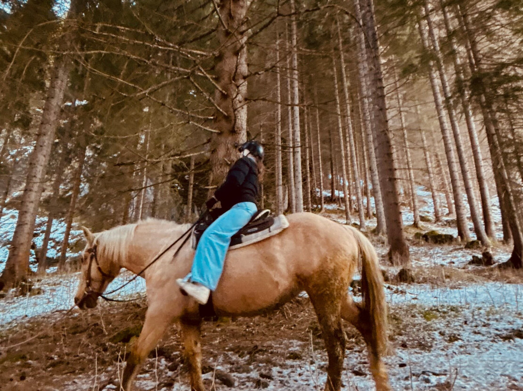 Charlotte Horse Riding景点图片