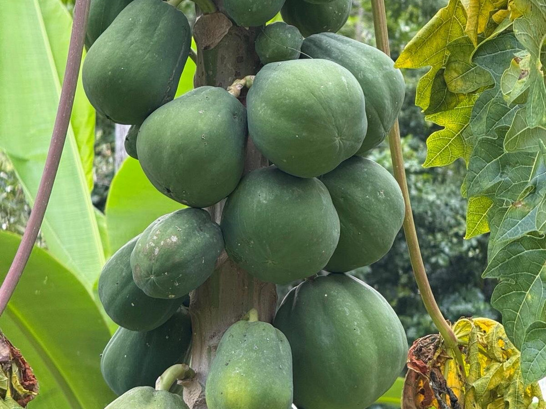 Cacao Trails Culture Tour景点图片