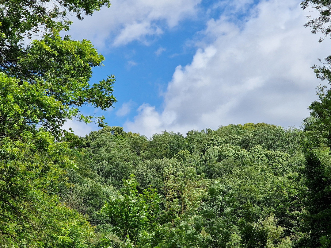 Bois des Rêves景点图片