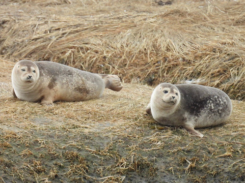 Long Island Whale and Seal Watching-自由港必去景点