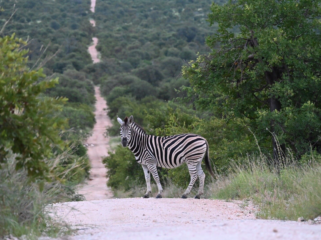 Simbavati Lodge Collection主图